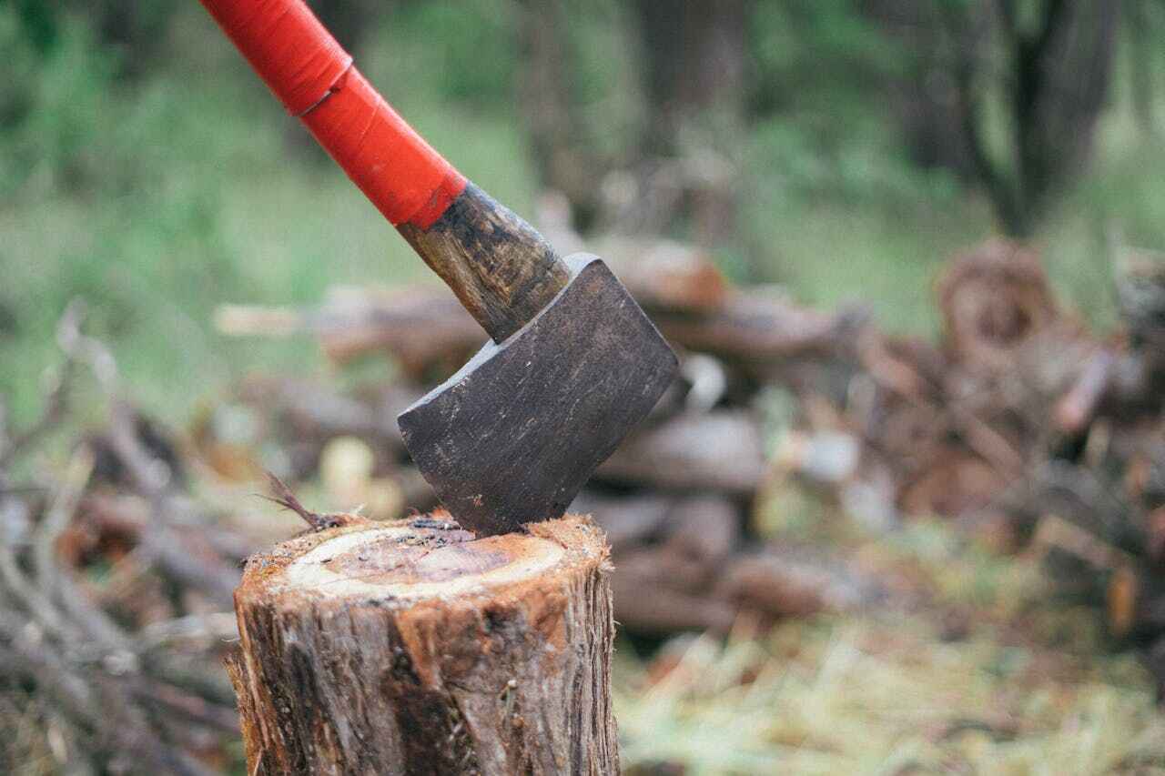 Dead Tree Removal in Beatrice, NE